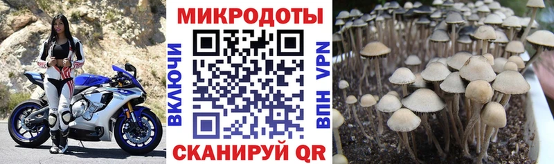 даркнет Telegram  mega   Малая Вишера  Галлюциногенные грибы GOLDEN TEACHER 